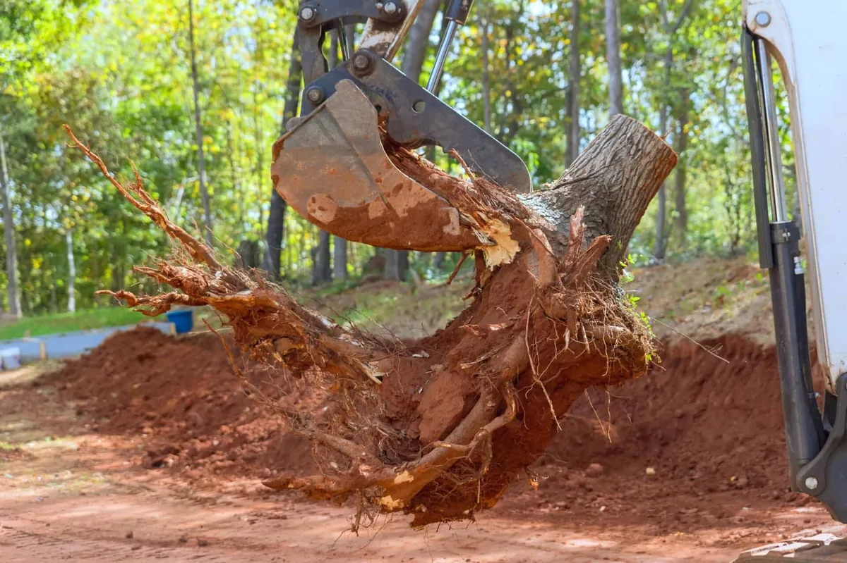 Excavator removing a large stump and root ball